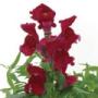 Seminte profesionale Antirrhinum majus - Gura leului - imagine 49083